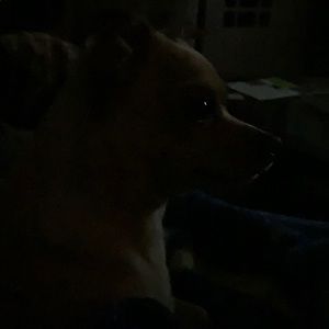 Meet your Posher, Hector